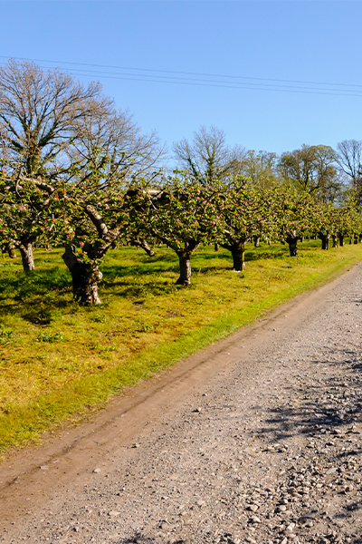 Orchard in County Armagh