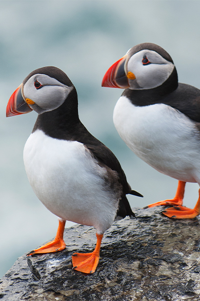 Orkney puffins